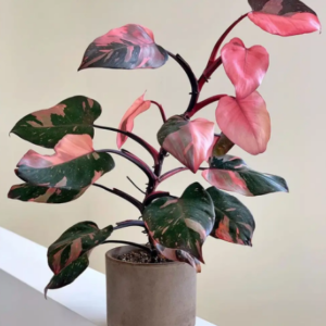 Pink Princess Philodendron