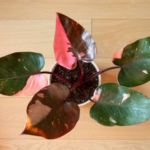 Pink Princess Philodendron