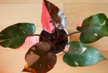 Pink Princess Philodendron