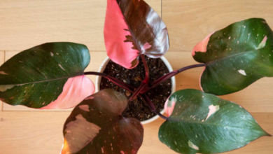 Pink Princess Philodendron