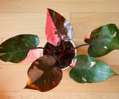 Pink Princess Philodendron