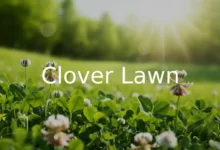 Clover Lawn