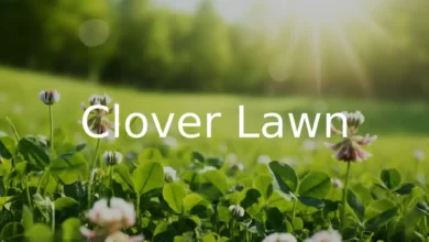 Clover Lawn