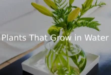 10 Beautiful Plants That Grow in Water