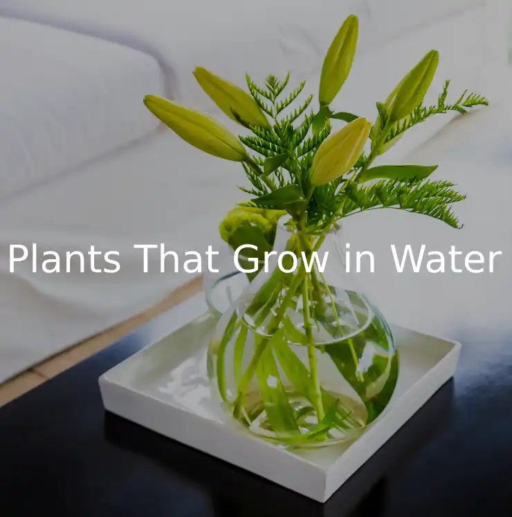 10 Beautiful Plants That Grow in Water