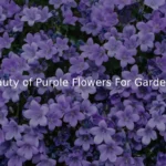 The Beauty of Purple Flowers For Garden Decor