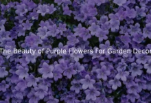 The Beauty of Purple Flowers For Garden Decor