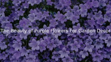 The Beauty of Purple Flowers For Garden Decor