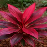 Red Sister Plant