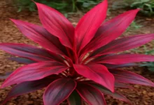 Red Sister Plant