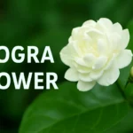 Mogra Flower