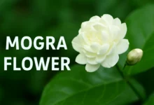 Mogra Flower