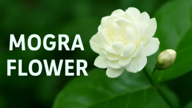 Mogra Flower